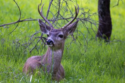 Portrait of deer on field