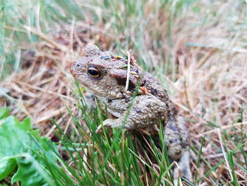 Close-up of a lizard on field