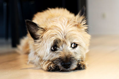 Close-up of dog relaxing on hardwood floor