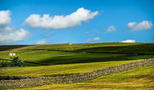 Scenic view of grassy field against sky