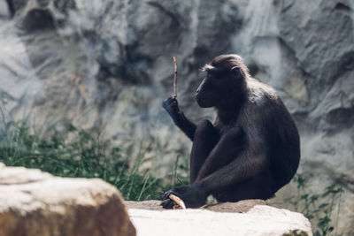 Black monkey sitting on rock