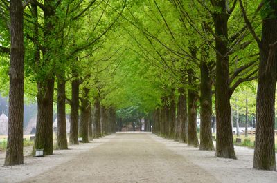 Footpath amidst trees in park