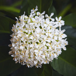 Close-up of white flowers blooming outdoors