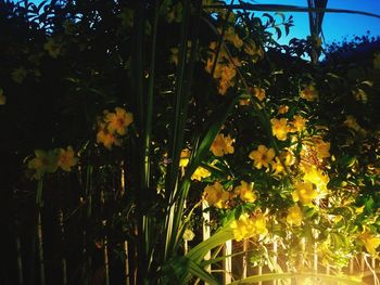 Close-up of yellow flowering plants against trees