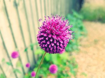 Close-up of purple flower blooming outdoors