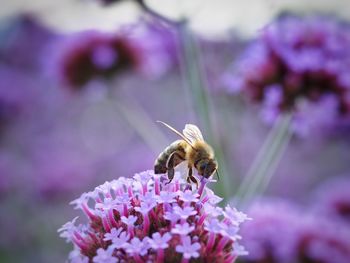 Close-up of honey bee pollinating on white flower