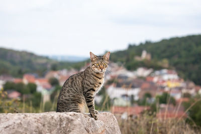 Portrait of a cat