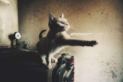 Kitten standing on luggage