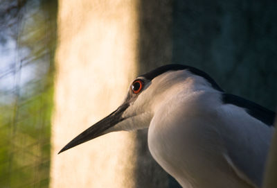 Low angle view of black crowned night heron