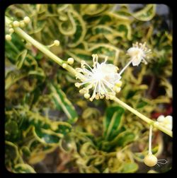 Close-up of white flowers
