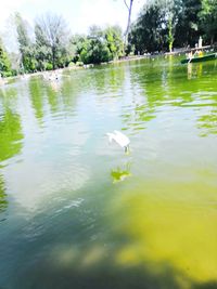 View of birds in lake