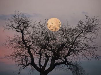 Low angle view of silhouette tree against sky at sunset