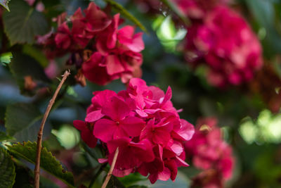 Close-up of pink flowering plant in park