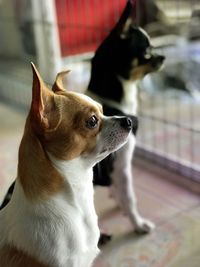 Close-up of a dog looking away