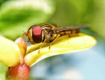 Close-up of insect
