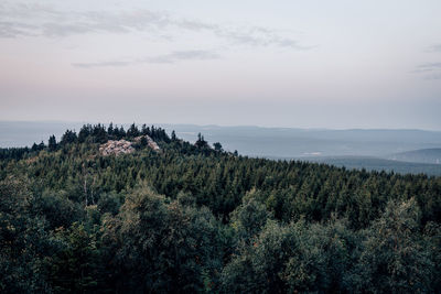 Scenic view of forest against sky