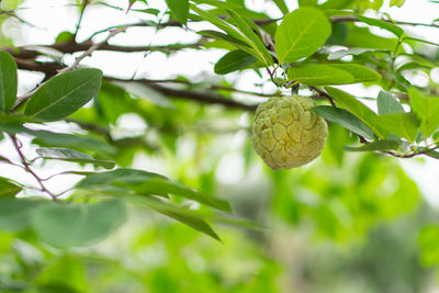 Close-up of fruit growing on tree