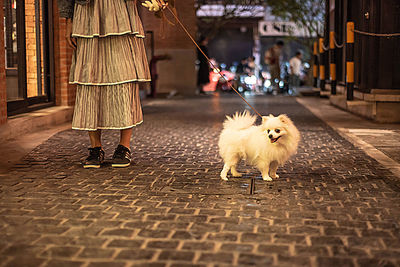 Dog walking on footpath in street