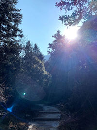 Sunlight streaming through trees in forest on sunny day