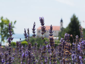 Close-up of purple flowers