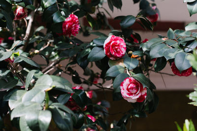 Close-up of pink roses on plant