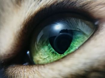 Close-up portrait of green eye