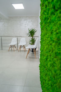 Potted plants on chair against wall