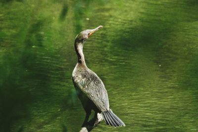 View of a bird in lake