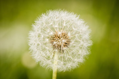 Close-up of dandelion