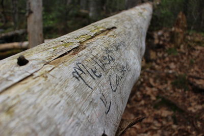 Close-up of text on tree trunk