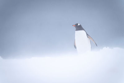 Gentoo penguin stands in blizzard leaning forward