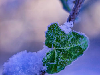 frost