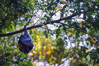 Low angle view of bird hanging on tree