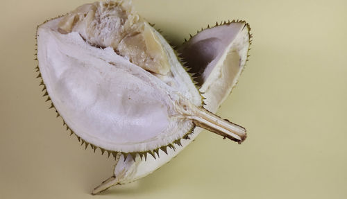 High angle view of crab on white background