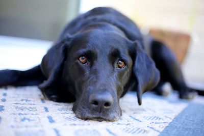 Close-up portrait of black dog