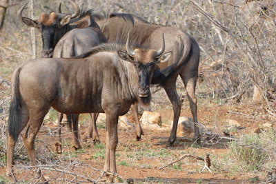 Wildebeests on field at kruger national park