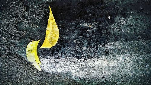 Close-up of road