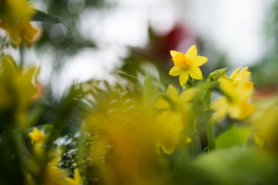 Close-up of yellow flowering plant