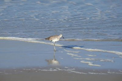 Bird on beach