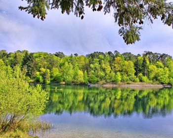 Reflection of trees in calm lake