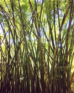 Low angle view of tree against sky