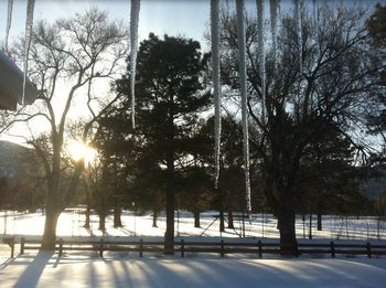 Trees on snow covered landscape