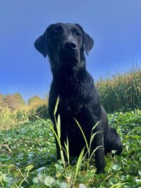 Dog looking away on field against sky