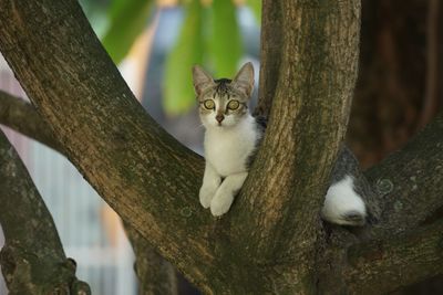 Close-up of cat on tree trunk