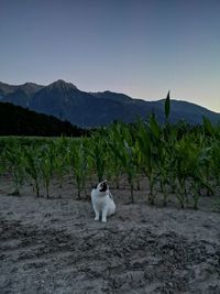 White dog on field against mountain range