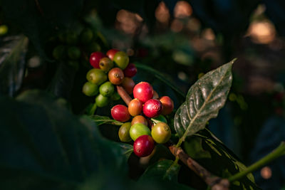 Close-up of cherries on tree coffee