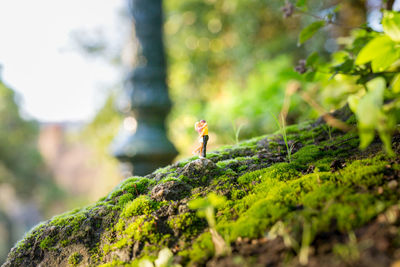 Man on rock in forest