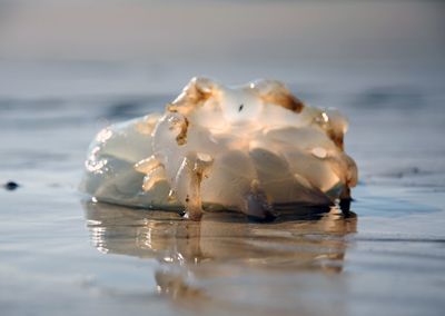 Close-up of shell on frozen sea