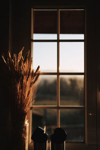 Dry crops next to a window at sunset