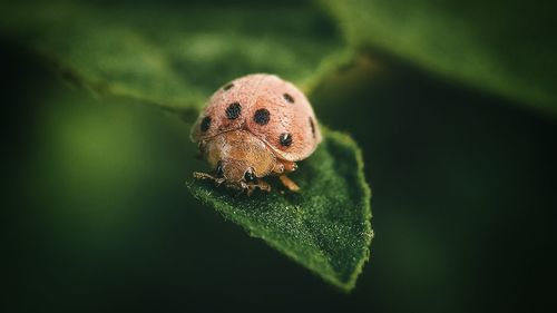 Close-up of insect on leaf